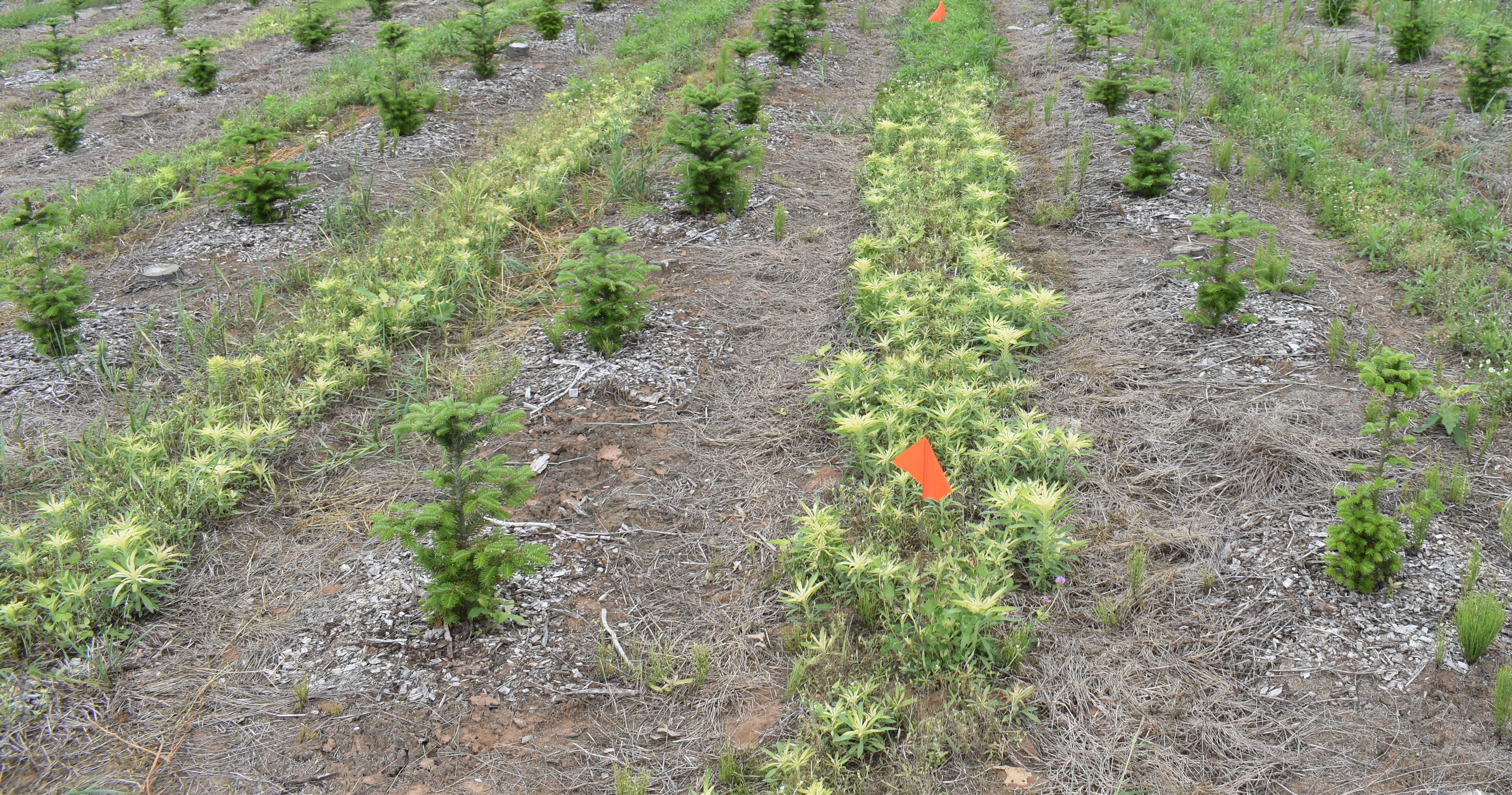 Close-up of rows of young Christmas trees with a clearly defined strip of bleached colored weeds running through the middle, marked with an orange flag. The surrounding rows contain green, healthy-looking trees.